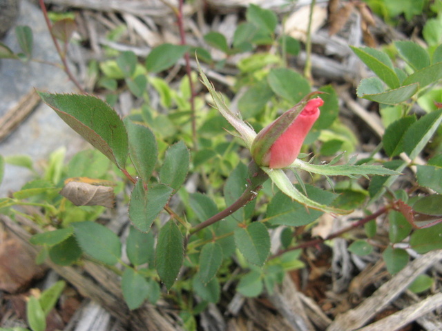 Roza w Oazie - z kazdej rozy jadalne sa kwiaty - na surowo lub w innej formie